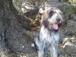 Foto 2 van een Griffon Blue de Gascogne