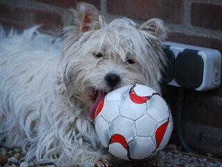 Amy, van 8 weken tot nu 10 maanden oud.
