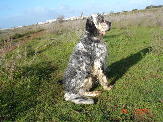Foto 5 van een Engelse Setter