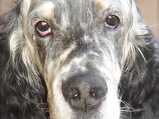Foto 4 van een Engelse Setter