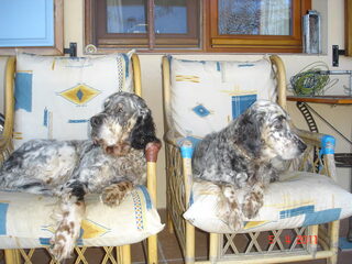 Foto 3 van een Engelse Setter