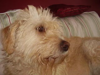 Foto 5 van een Podenco Ibicenco