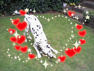 Indy onze dove hond
