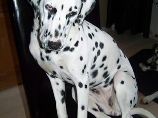 Indy onze dove hond