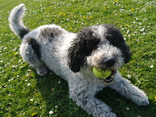Foto 5 van een Perro de Agua Espagnõl