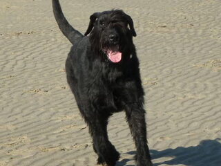Foto 4 van een Riesenschnauzer, zwart
