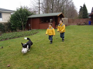 Foto 4 van een Welsh Corgi Cardigan