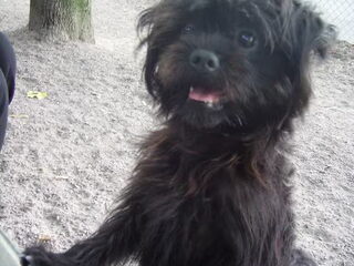 Foto 3 van een Affenpinscher