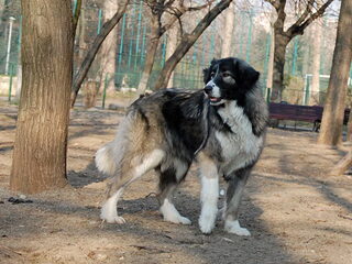 Foto 5 van een Ciobanesc Romanesc Carpatin