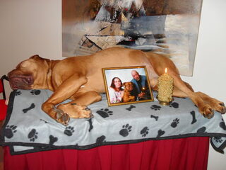 Rocky we zullen je missen je was een superhond! R.I.P. Rocky