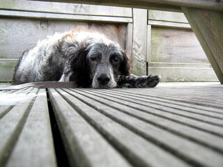 Foto 2 van een Engelse Setter
