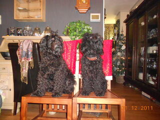 Foto 3 van een Puli