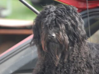 Foto 2 van een Puli