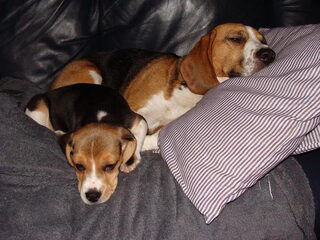 Oliver onze nieuwe Beagle pup.