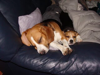 Oliver onze nieuwe Beagle pup.