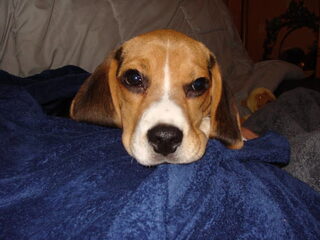 Oliver onze nieuwe Beagle pup.