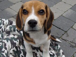 Oliver onze nieuwe Beagle pup.