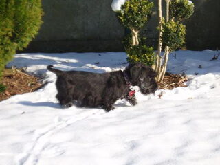 Foto 3 van een Cesky Terriër