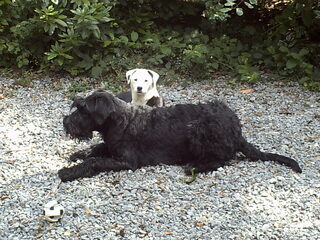Foto 3 van een Riesenschnauzer, zwart
