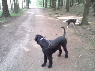 Foto 2 van een Riesenschnauzer, zwart