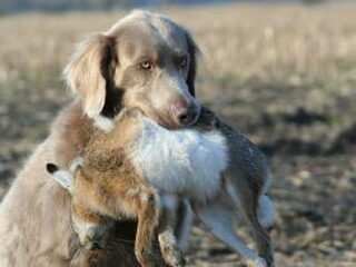 Foto 5 van een Weimaraner, langhaar