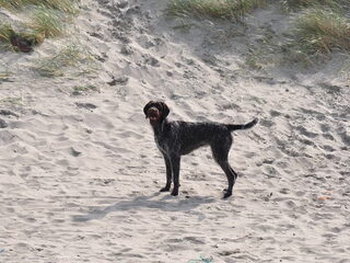 Foto 2 van een Cesky Fousek