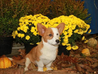 Foto 3 van een Welsh Corgi Cardigan