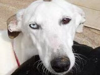 Foto 5 van een Galgo Español