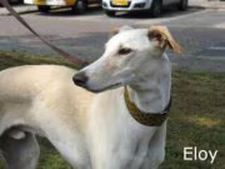 Foto 4 van een Galgo Español
