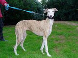 Foto 3 van een Galgo Español