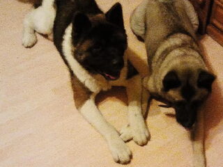Foto 4 van een Great Japanese Dog