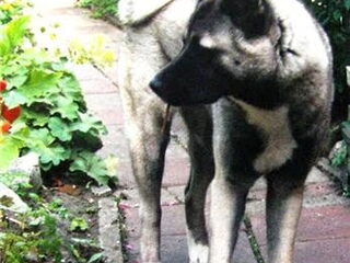 Foto 3 van een Great Japanese Dog