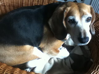 Foto 3 van een Beagle Harrier