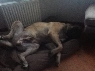 Foto 4 van een Mastiff