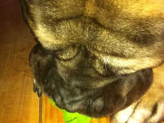 Foto 3 van een Mastiff