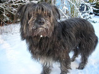 Foto 2 van een Pyrenese Herdershond