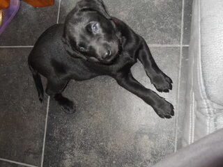 Lieve Kalani