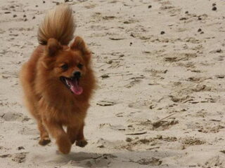 Foto 5 van een Keeshond, Klein