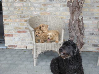Foto 5 van een Norwich Terrier
