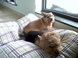 Foto 4 van een Norwich Terrier