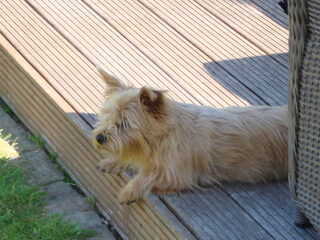Foto 3 van een Norwich Terrier