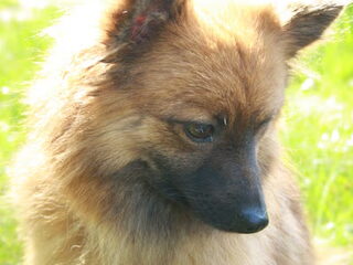 Foto 4 van een Keeshond, Klein