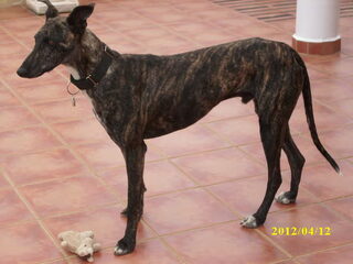 Foto 2 van een Galgo Español