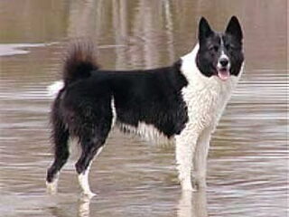 Foto 2 van een Karelische Berenhond