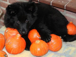 Foto 2 van een Zweedse Lappenhond