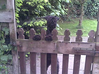 Foto 3 van een Kerry Blue Terriër