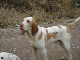 Foto 5 van een Bracco Italiano