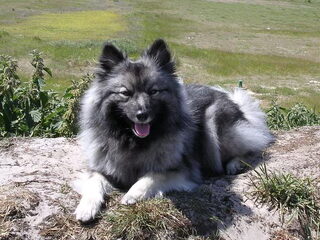 Foto 5 van een Keeshond, Grijze