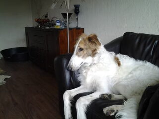Foto 4 van een Barzoi