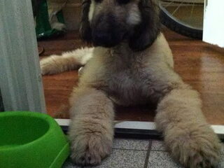 Foto 5 van een Afghaanse Windhond